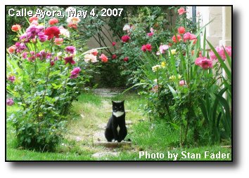 Feline on Guard