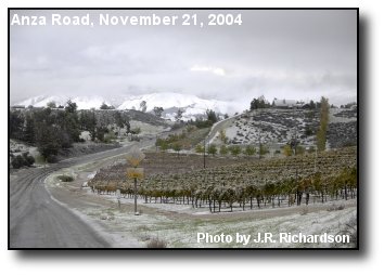 Vineyard Snow
