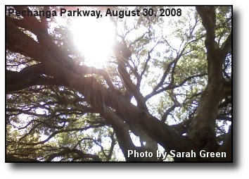 Great Oak