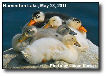 Harveston Ducklings