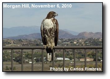 High Perch