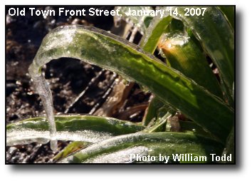 Ice Plant