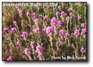 Lavender Wildflowers