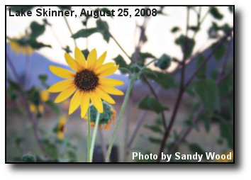Morning Sunflower