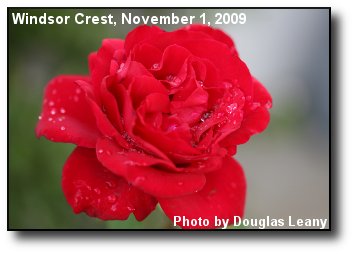 November Rose
