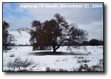 Oak in Snow