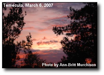 Pine Silhouettes
