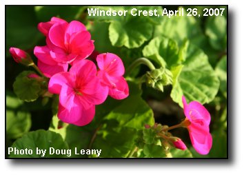 Pink Geraniums