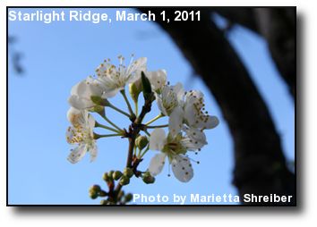 Plum Blossoms