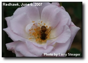 Pollinator At Work