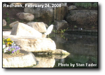 Redhawk Egret