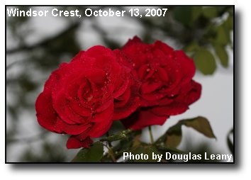 Rose Raindrops