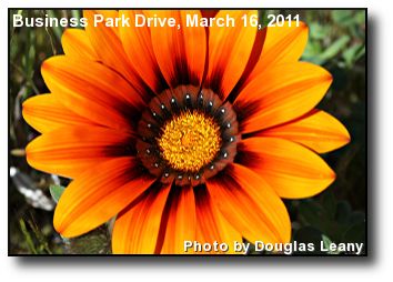 Spring Flower