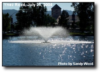Summer at the Duck Pond