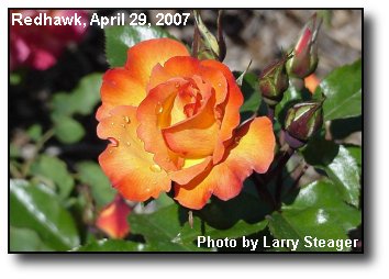 Sunday Rose