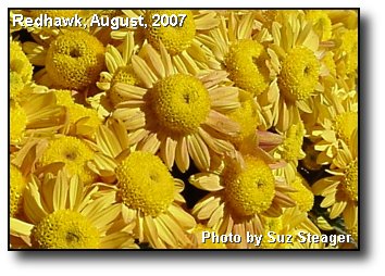Sunny Mums