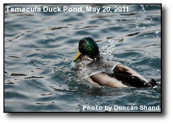 Surfacing Duck