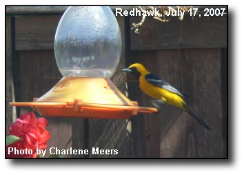 Thirsty Visitor