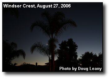 Twilight Palms