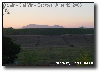 Vineyard Sunset