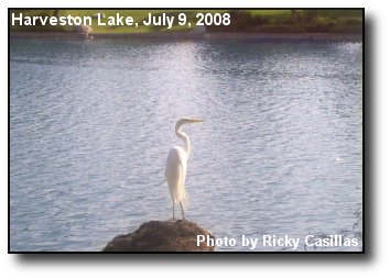 White Heron