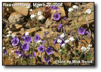 Wildflower Display