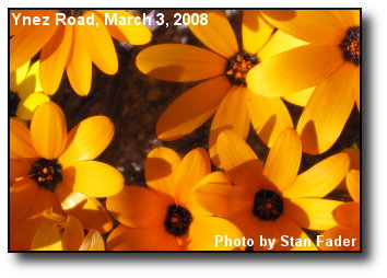 Wildflowers Closeup