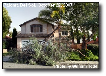 Wind Damage