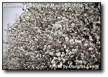 Blossoming Tree