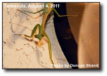 Praying Mantis