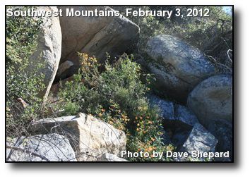 Rugged Wildflowers