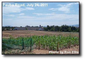 Summer Corn