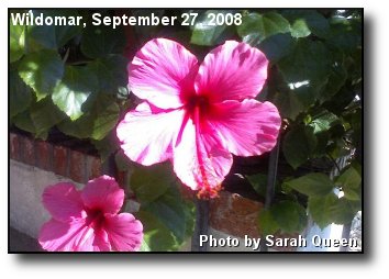 Vibrant Bloom